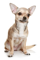 Chihuahua Sitting Upright On White