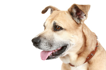 Staffordshire terrier dog on a white background