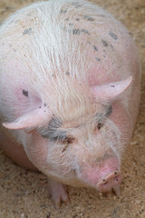 stout  pig