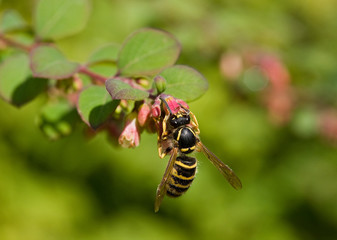 Wasp on Pink Flower