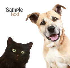 Cat and dog, on a  white background