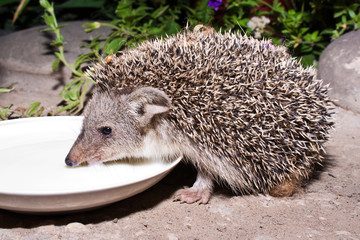The hedgehog drinks milk