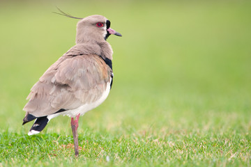 Southern Lapwing (Vanellus chilensis).