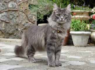 Skogkatt (chat des forêts norvégiennes - Norwegian forest cat)