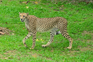 Leopard In An Open Zoo