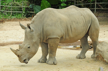 White Rhinoceros In A Zoo