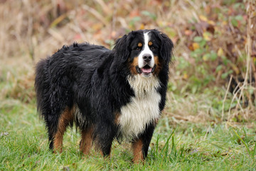 Bouvier bernois - Bernese Mountain Dog