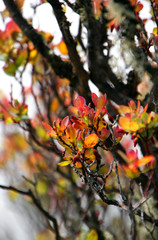 Leaves