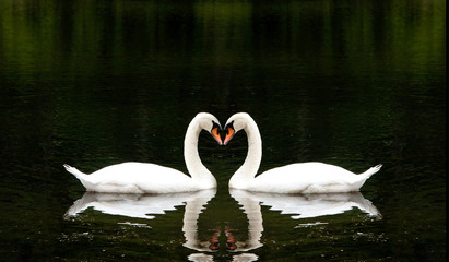 Romantic Swans