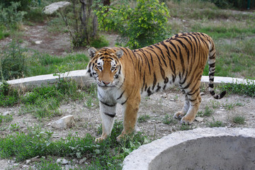 tiger