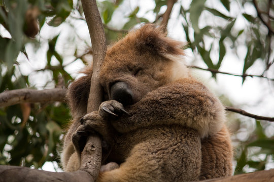 Koala asleep in a Eucalyptus Tree