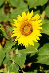 l'abeille et le tournesol