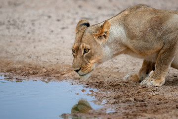 Lioness drinking