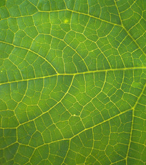 The structure of the green leaf.