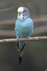 Blauer Wellensittich auf einem Ast