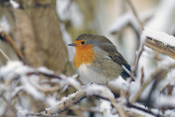 robin redbreast
