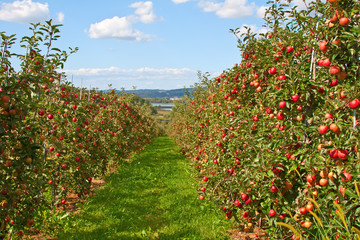 Fototapeta na wymiar Apple garden