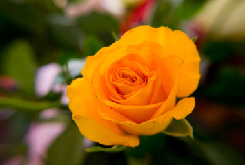 Orangene Rosenblüte
