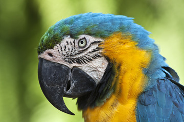 A blue and yellow macaw