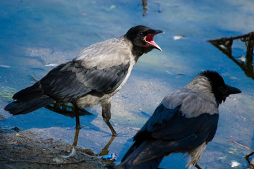 Corvus cornix, Hooded Crow