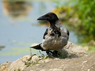 Corvus cornix, Hooded Crow