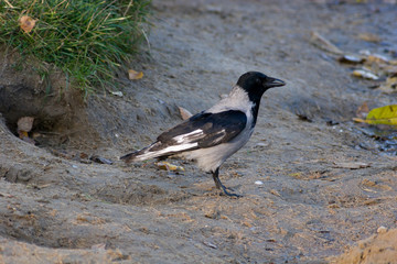 Corvus cornix, Hooded Crow