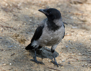 Corvus cornix, Hooded Crow