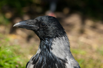 Corvus cornix, Hooded Crow