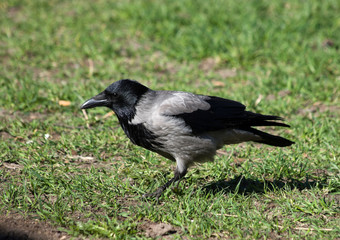 Corvus cornix, Hooded Crow
