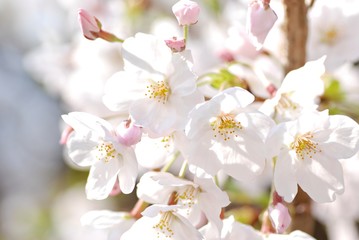 Obraz premium ソメイヨシノ