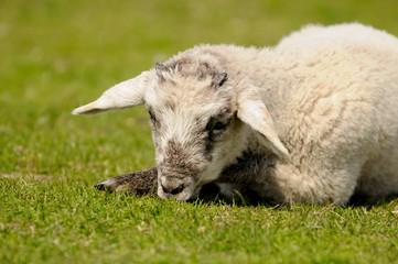 Lamm auf der Wiese