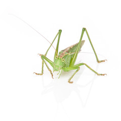 Tettigonia Viridissima