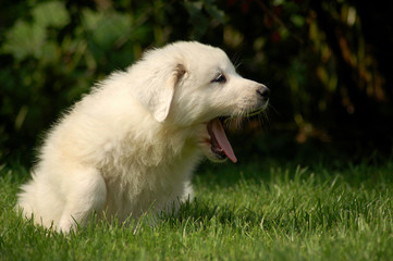 Gähnender Pyrenäenberghundwelpe