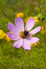 Fototapeta premium Пчела на цветке кореопсиса розового, Coreopsis rosea Nutt
