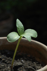 Sunflower seedling