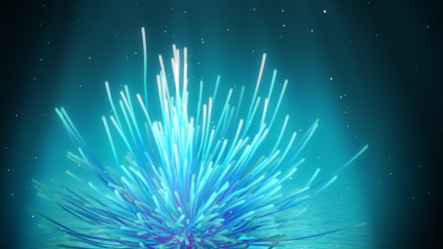 Underwater feather star loop