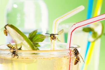 yellow jackets at drinking glass with apple spritzer  01