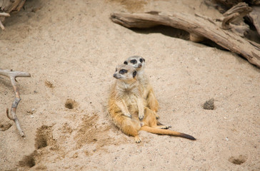 Fototapeta premium Suriсat (Suricata suricatta)