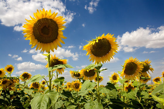 campo de girasoles