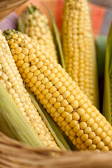 Raw corn on the cob