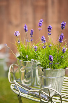 Fototapeta Garden Lavender