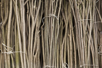 wattle
