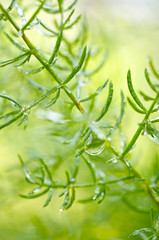 Obraz premium 葉と水滴