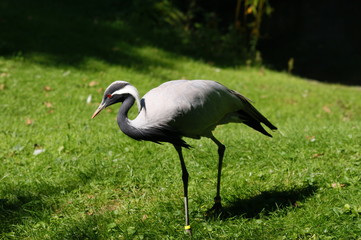 Jungfernkranich