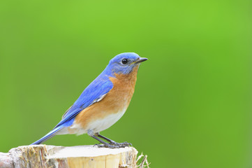 Eastern Bluebird