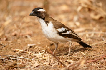 Mahaliweber