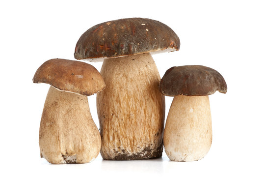 Boletus mushroom - Funghi Porcini