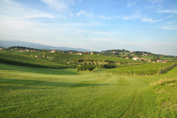 Meadow and Vineyards. Škalce, Slovenia