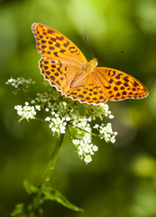 butterfly  (argynnis paphia)