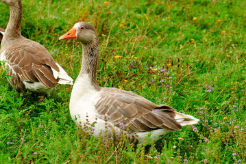 Gooses on grass